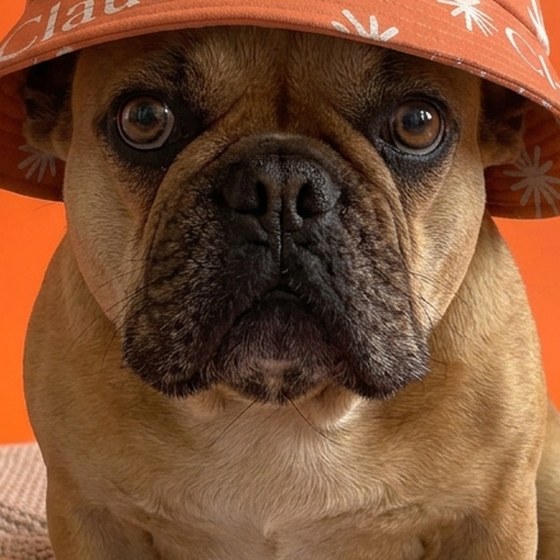 Close-up of the bulldog's face looking straight at the camera