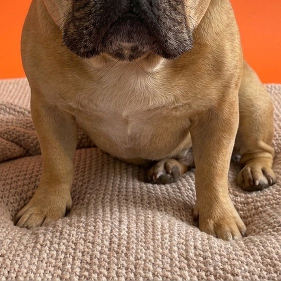 The bulldog's paws planted on the knitted blanket